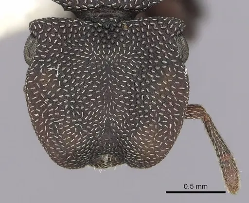 Cephalotes jamaicensis - CASENT0627952