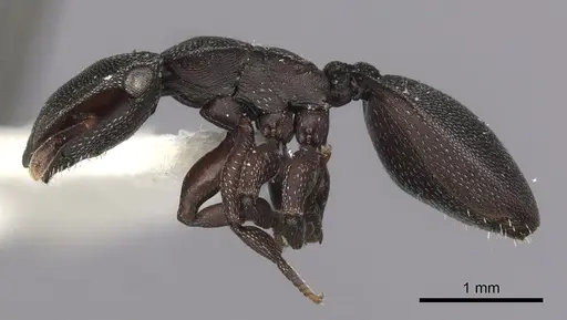 Cephalotes jamaicensis - CASENT0627952