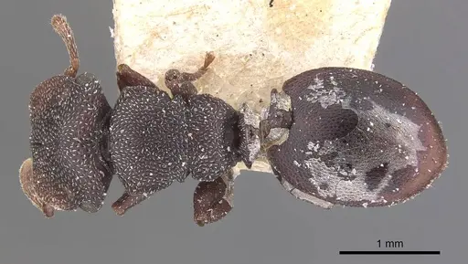 Cephalotes jamaicensis - CASENT0909298