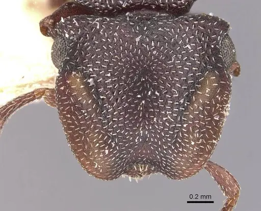 Cephalotes jamaicensis - CASENT0909298