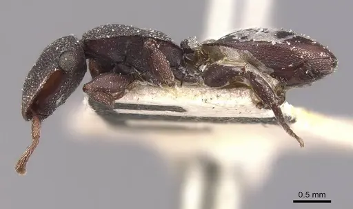 Cephalotes jamaicensis - CASENT0909298