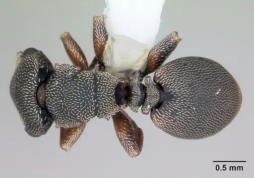Cephalotes jheringi specimen