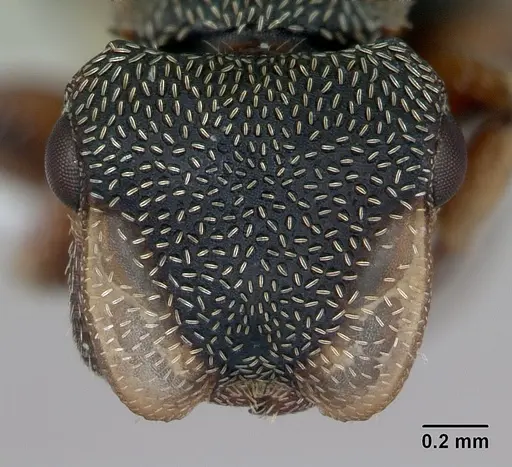 Cephalotes jheringi specimen