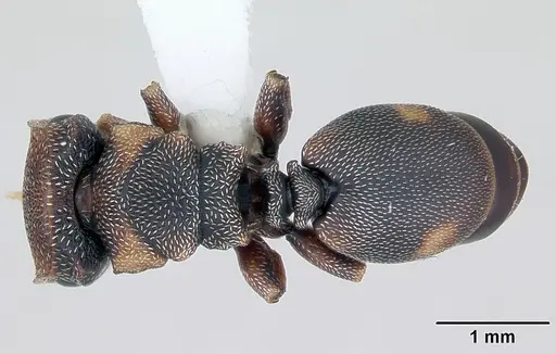 Cephalotes jheringi - CASENT0173683