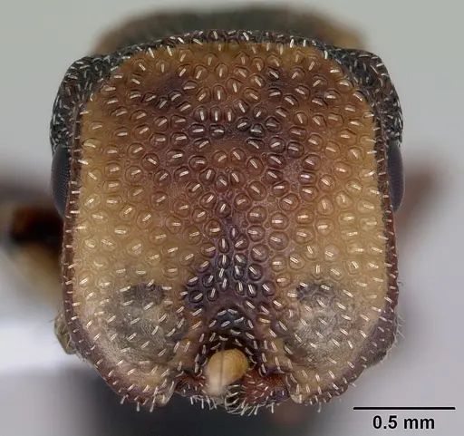 Cephalotes jheringi - CASENT0173683