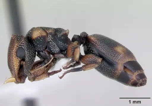 Cephalotes jheringi - CASENT0173683