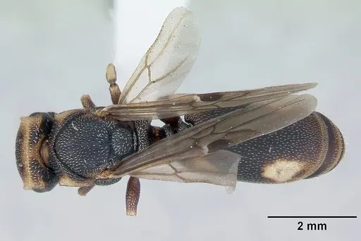 Cephalotes jheringi - CASENT0173684