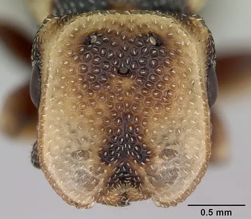 Cephalotes jheringi - CASENT0173684