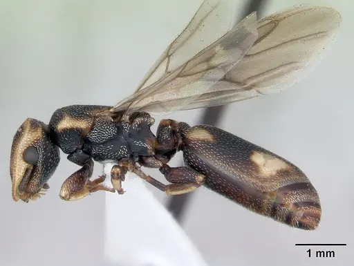 Cephalotes jheringi - CASENT0173684