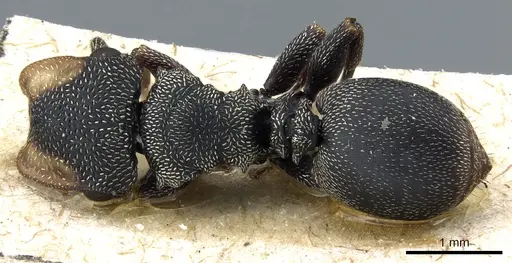 Cephalotes jheringi - CASENT0904905