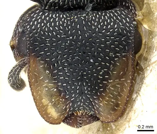 Cephalotes jheringi - CASENT0904905