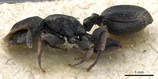 Cephalotes jheringi - CASENT0904905