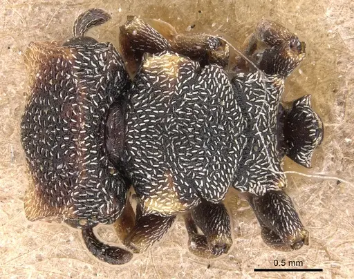 Cephalotes jheringi - CASENT0904919