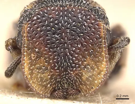 Cephalotes jheringi - CASENT0904919