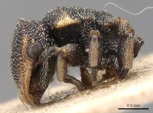 Cephalotes jheringi - CASENT0904919