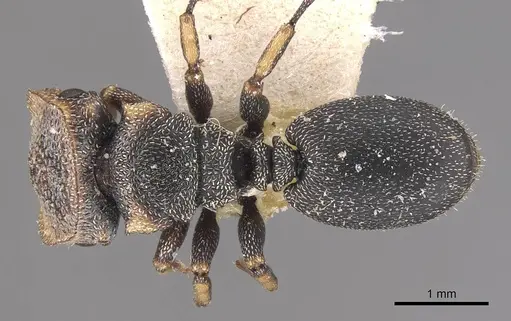 Cephalotes jheringi - CASENT0909285