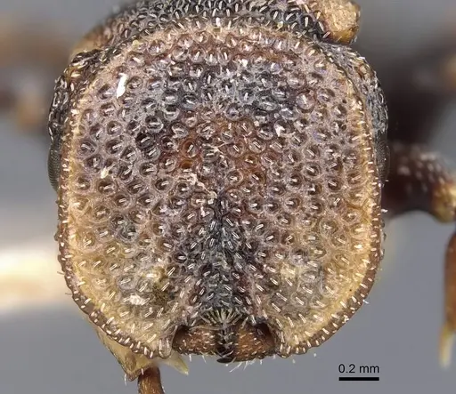 Cephalotes jheringi - CASENT0909285