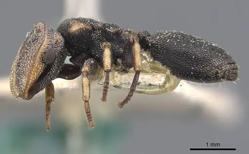 Cephalotes jheringi - CASENT0909285
