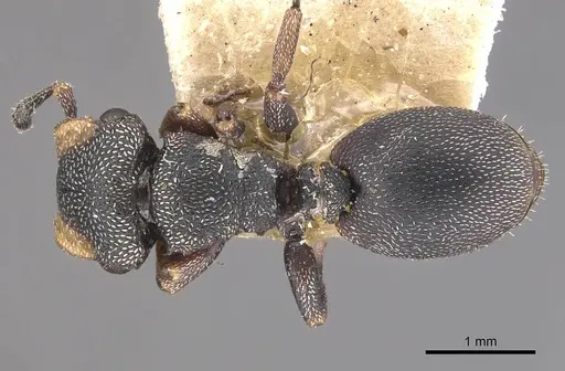 Cephalotes jheringi - CASENT0909286