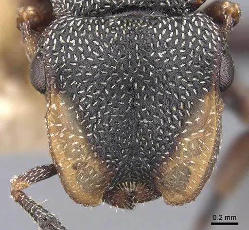 Cephalotes jheringi - CASENT0909286