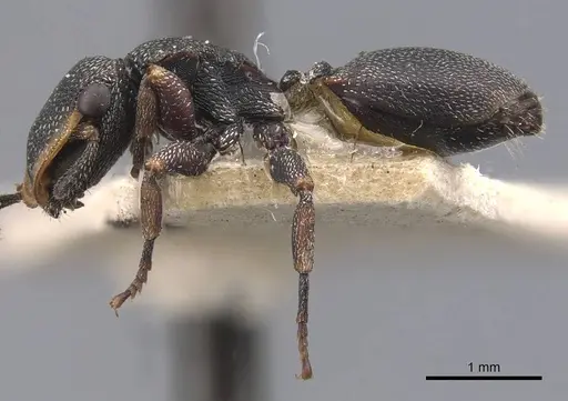 Cephalotes jheringi - CASENT0909286