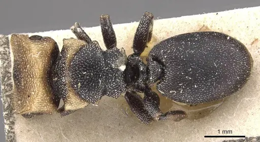 Cephalotes jheringi - CASENT0909287