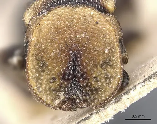 Cephalotes jheringi - CASENT0909287