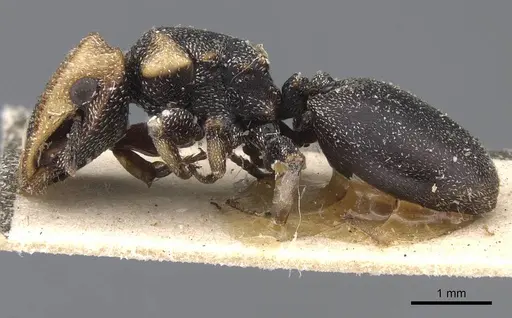 Cephalotes jheringi - CASENT0909287
