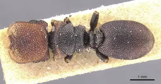 Cephalotes jheringi - CASENT0912601