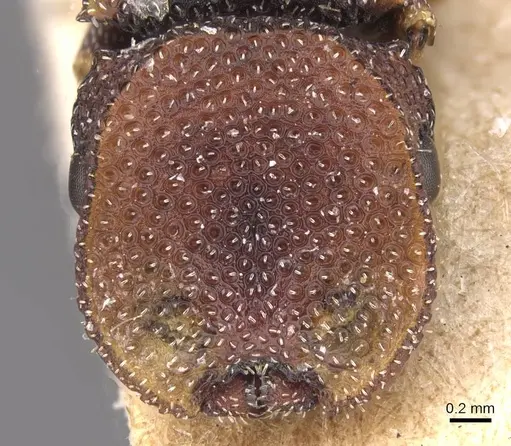 Cephalotes jheringi - CASENT0912601