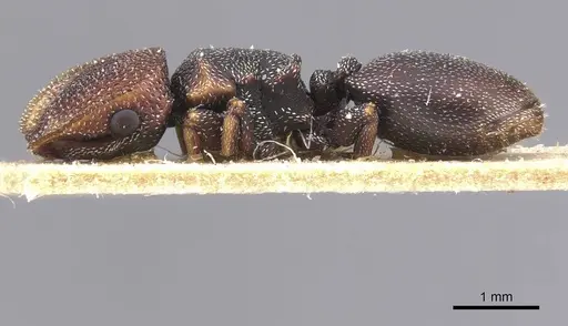 Cephalotes jheringi - CASENT0912601