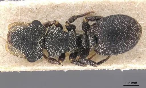 Cephalotes jheringi - CASENT0912602