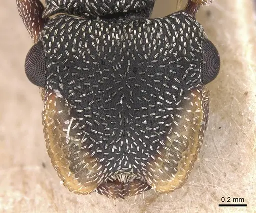 Cephalotes jheringi - CASENT0912602