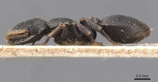 Cephalotes jheringi - CASENT0912602