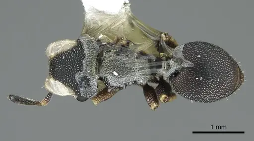 Cephalotes jheringi - CASENT0914463