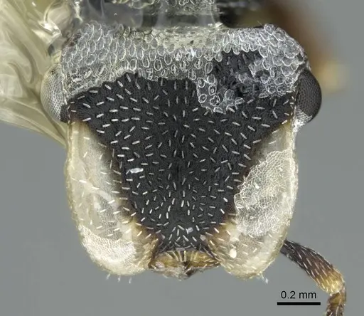 Cephalotes jheringi - CASENT0914463