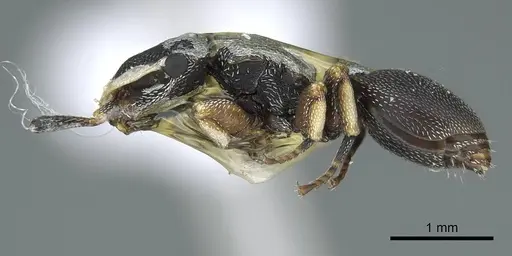 Cephalotes jheringi - CASENT0914463