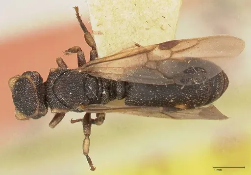 Cephalotes jheringi - FOCOL0668