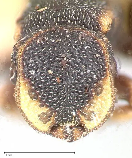 Cephalotes jheringi - FOCOL0668