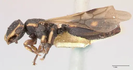 Cephalotes jheringi - FOCOL0668