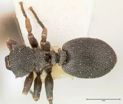 Cephalotes jheringi - FOCOL0669