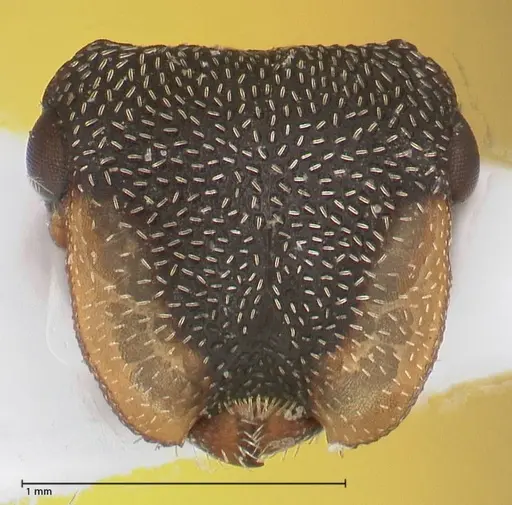 Cephalotes jheringi - FOCOL0669