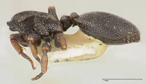 Cephalotes jheringi - FOCOL0669