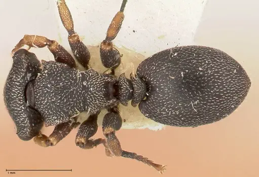 Cephalotes jheringi - FOCOL0670