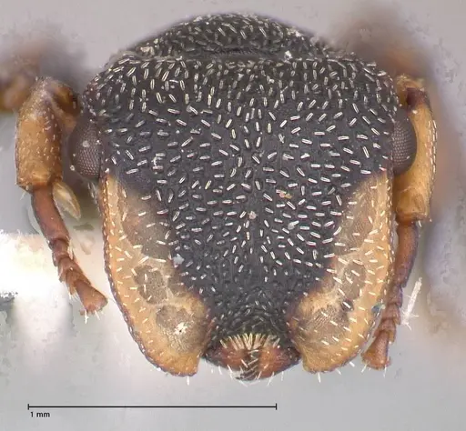 Cephalotes jheringi - FOCOL0670