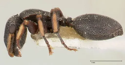 Cephalotes jheringi - FOCOL0670