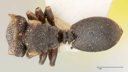 Cephalotes jheringi - FOCOL0671