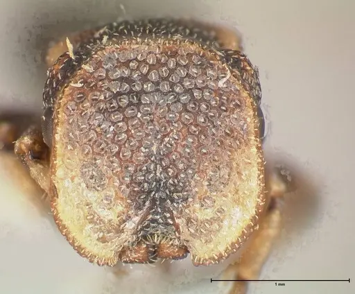 Cephalotes jheringi - FOCOL0671