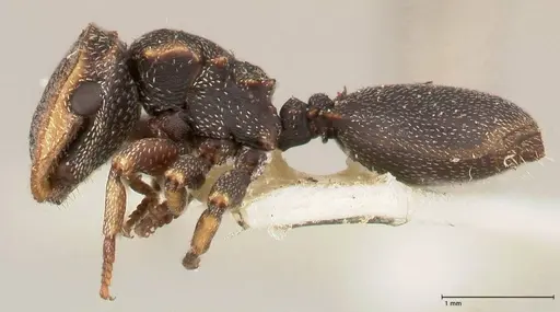 Cephalotes jheringi - FOCOL0671