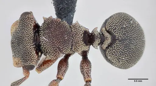 Cephalotes jheringi - UFV-LABECOL-004437